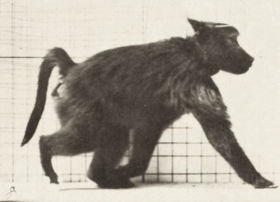 Plate 747 Baboon walking on all fours — figure reference